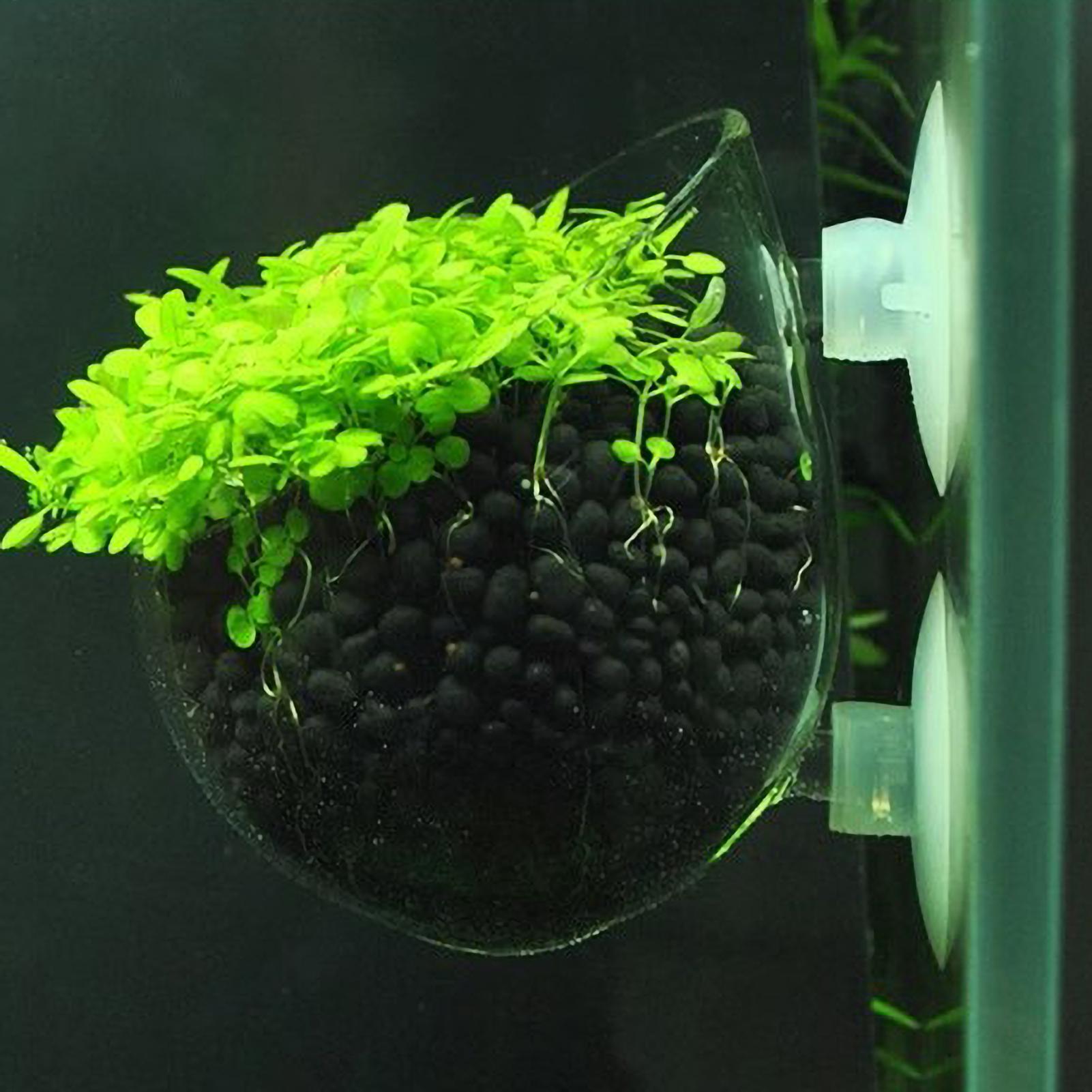 Planted Aquarium Maintenance - ที่วางต้นไม้ในตู้ปลา กระถางแก้วสำหรับปลูกพืชน้ำ พร้อมจุกดูดสุญญากาศ สำหรับปลูกพืชสดในตู้ปลา ที่วางต้นไม้ในตู้ปลา ของตกแต่งตู้ปลา