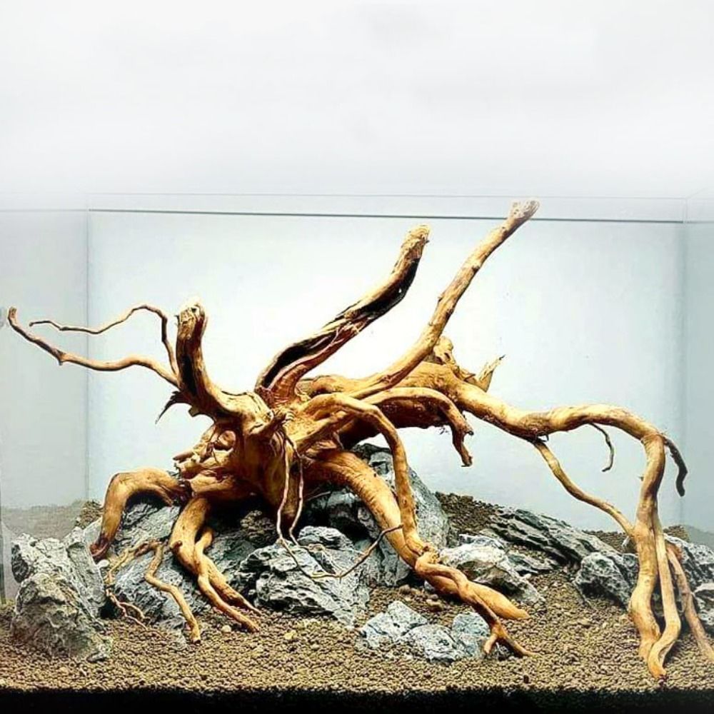 Aquarium Plant Guide - ไม้ลอยน้ำขนาดใหญ่ 20-25 ซม. สำหรับตกแต่งตู้ปลา ต้นไม้จำลอง ตกแต่งตู้ปลา