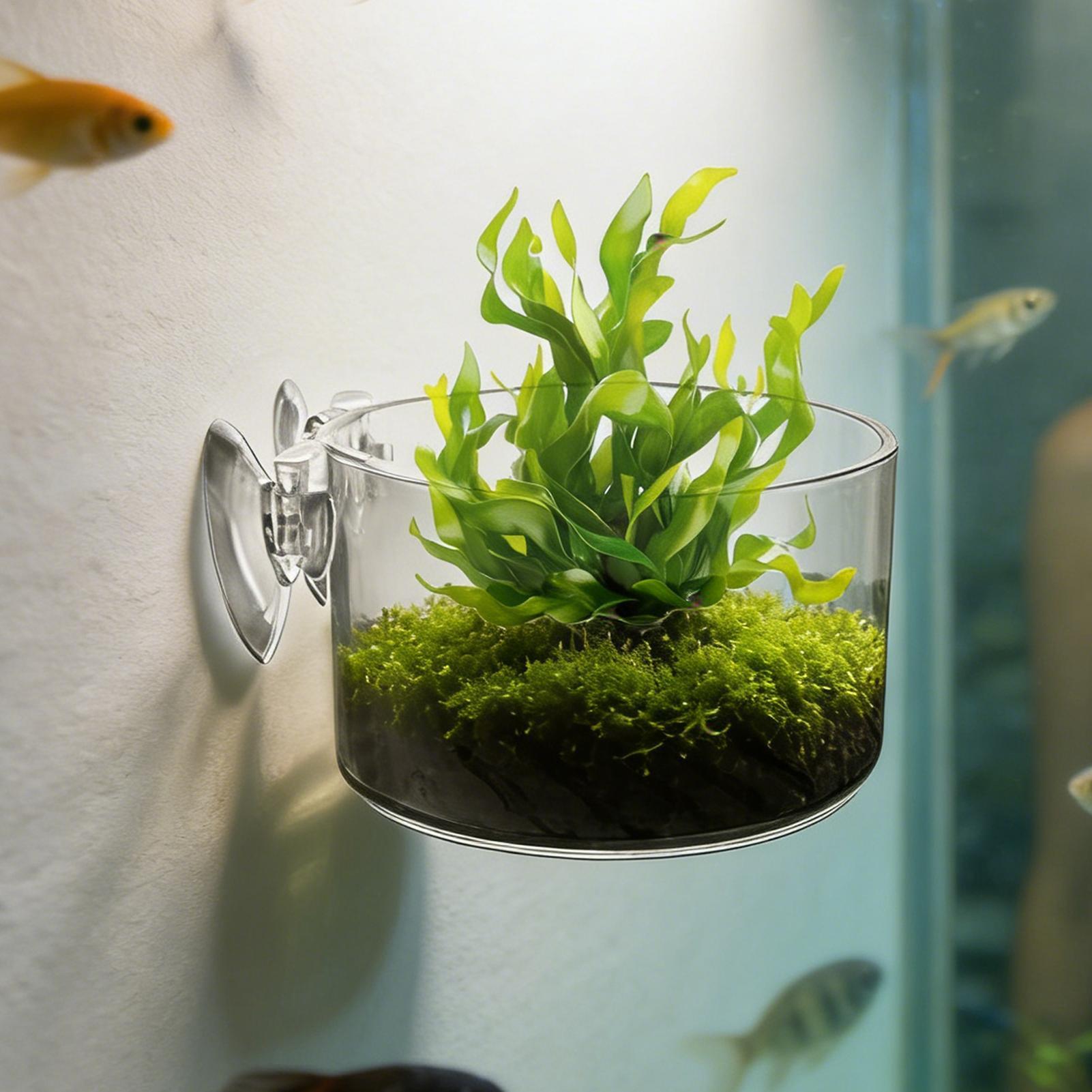 Aquarium Planted Background - ที่วางต้นไม้ในตู้ปลา อะคริลิค ถ้วยปลูกพืชน้ำ กระถางต้นไม้แก้วสำหรับตู้ปลา พร้อมที่ยึดสุญญากาศ ภาชนะให้อาหาร