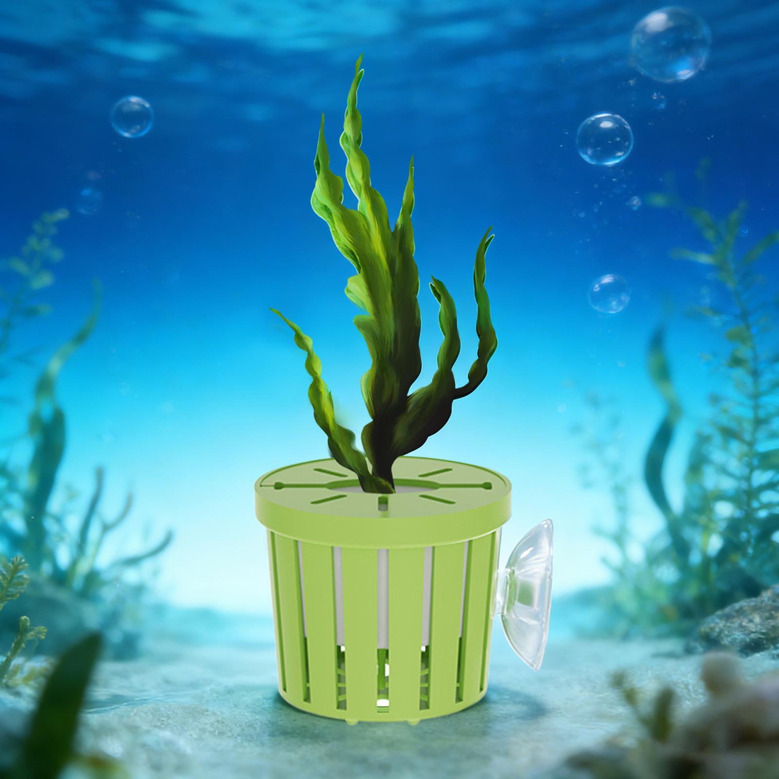 ชุดกระถางปลูกพืชไฮโดรโปนิกส์ 4 - Aquarium Planted Background บทวิจารณ์และราคา