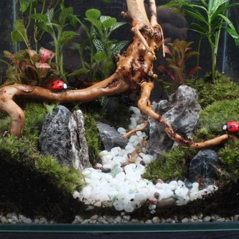 ต้นไม้ธรรมชาติลำต้นไม้ดริฟท์วู - Aquarium Plant Guide บทวิจารณ์และราคา