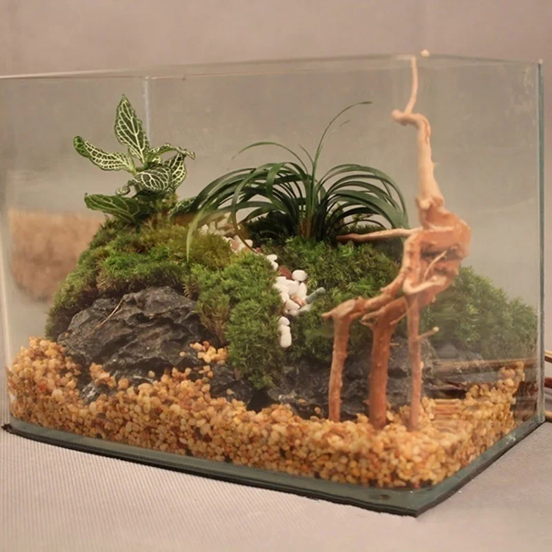 ต้นไม้ธรรมชาติลำต้นไม้ดริฟท์วู - Aquarium Plant Guide บทวิจารณ์และราคา