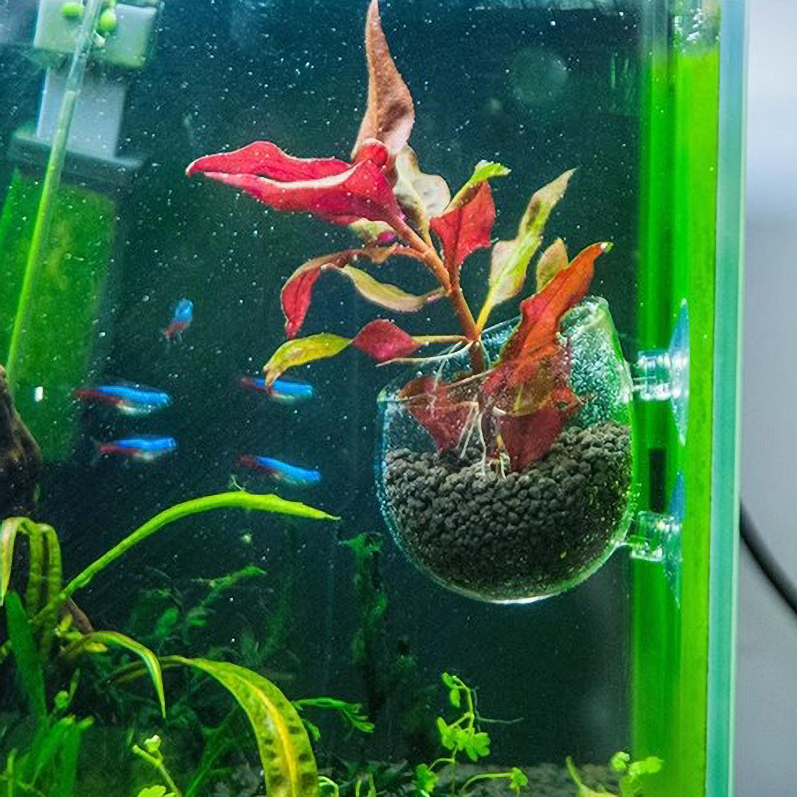 ที่วางต้นไม้ในตู้ปลา กระถางแก้ - Planted Aquarium Maintenance บทวิจารณ์และราคา