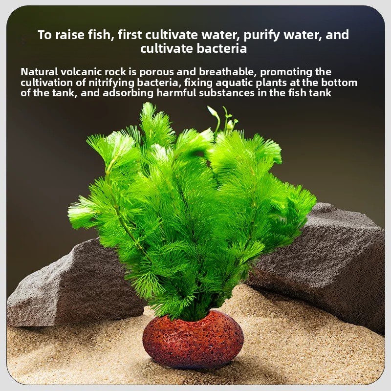 หินภูเขาไฟสำหรับตู้ปลา วงแหวนป - Planted Aquarium Care บทวิจารณ์และราคา
