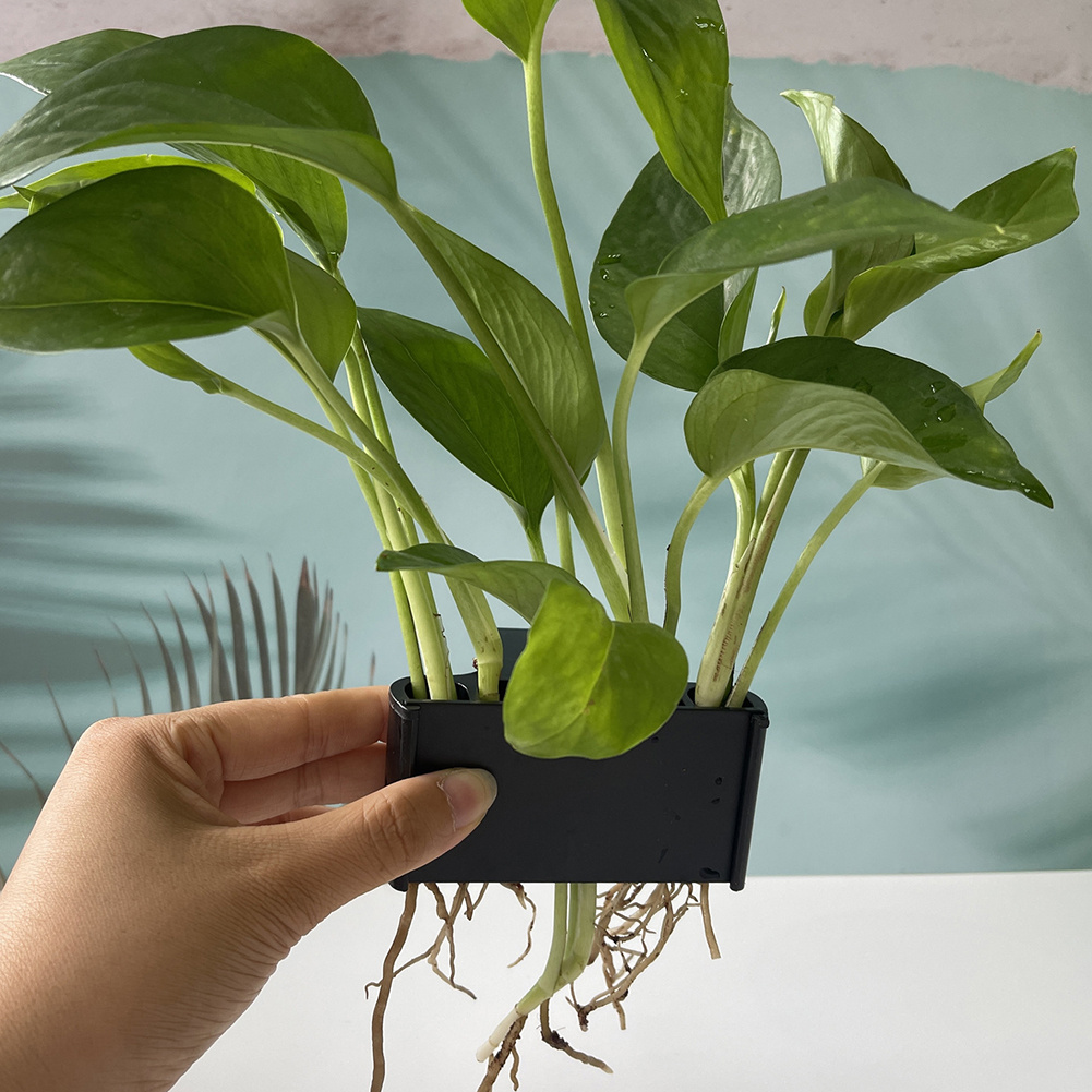 ผู้ถือต้นไม้พิพิธภัณฑ์สัตว์น้ํ - Planted Aquarium Maintenance บทวิจารณ์และราคา