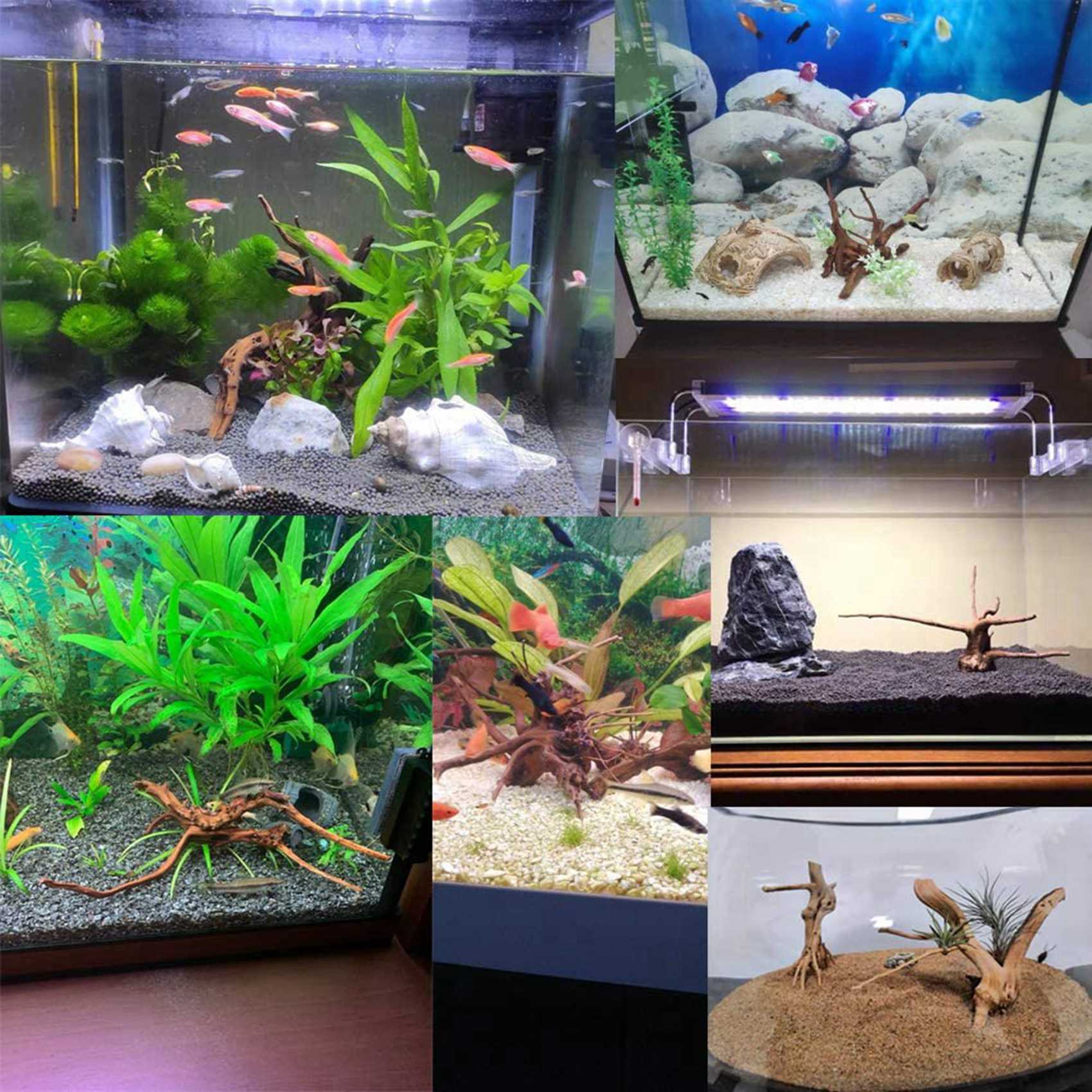 ลดราคา-ไม้ลอยน้ำขนาดเล็กสำหรับ - Aquarium Plant Guide บทวิจารณ์และราคา