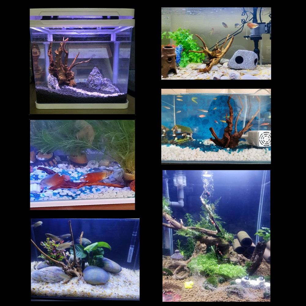 ไม้ลอยน้ำขนาดใหญ่ 20-25 ซม. สำ - Aquarium Plant Guide บทวิจารณ์และราคา