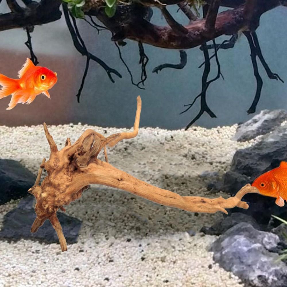 ไม้ลอยน้ำขนาดใหญ่ 20-25 ซม. สำ - Aquarium Plant Guide บทวิจารณ์และราคา