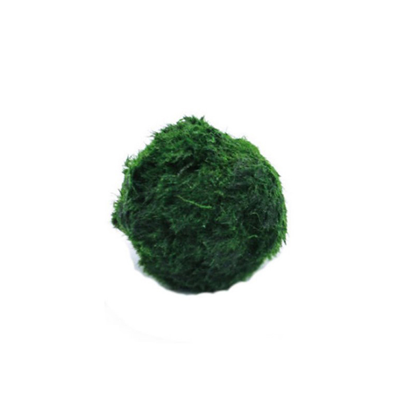 มาริโม่ มอสบอล ต้นไม้ประดับตู้ - Planted Aquarium Maintenance บทวิจารณ์และราคา