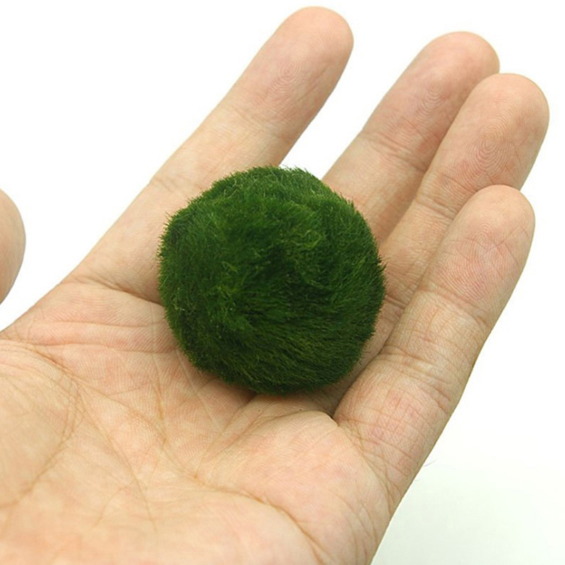 มาริโม่ มอสบอล ต้นไม้ประดับตู้ - Planted Aquarium Maintenance บทวิจารณ์และราคา
