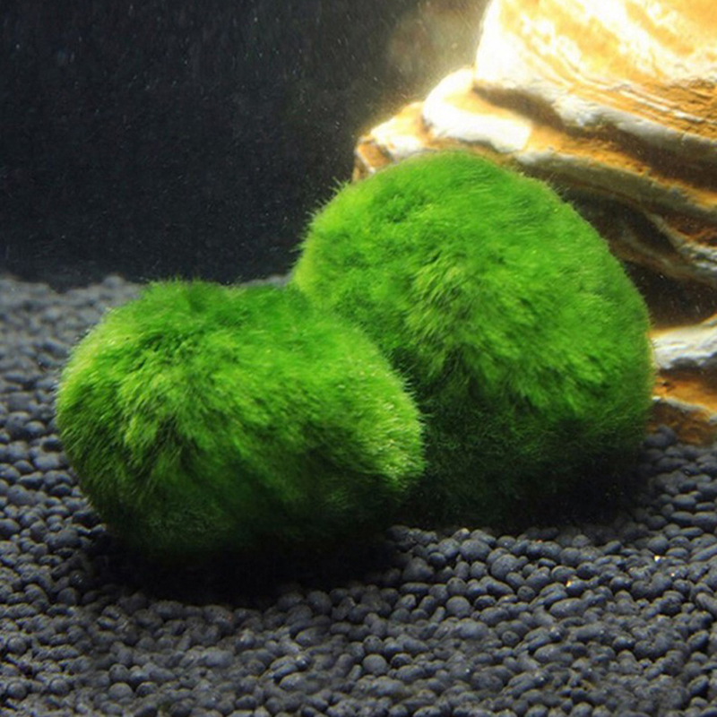 มาริโม่ มอสบอล ต้นไม้ประดับตู้ - Planted Aquarium Maintenance บทวิจารณ์และราคา