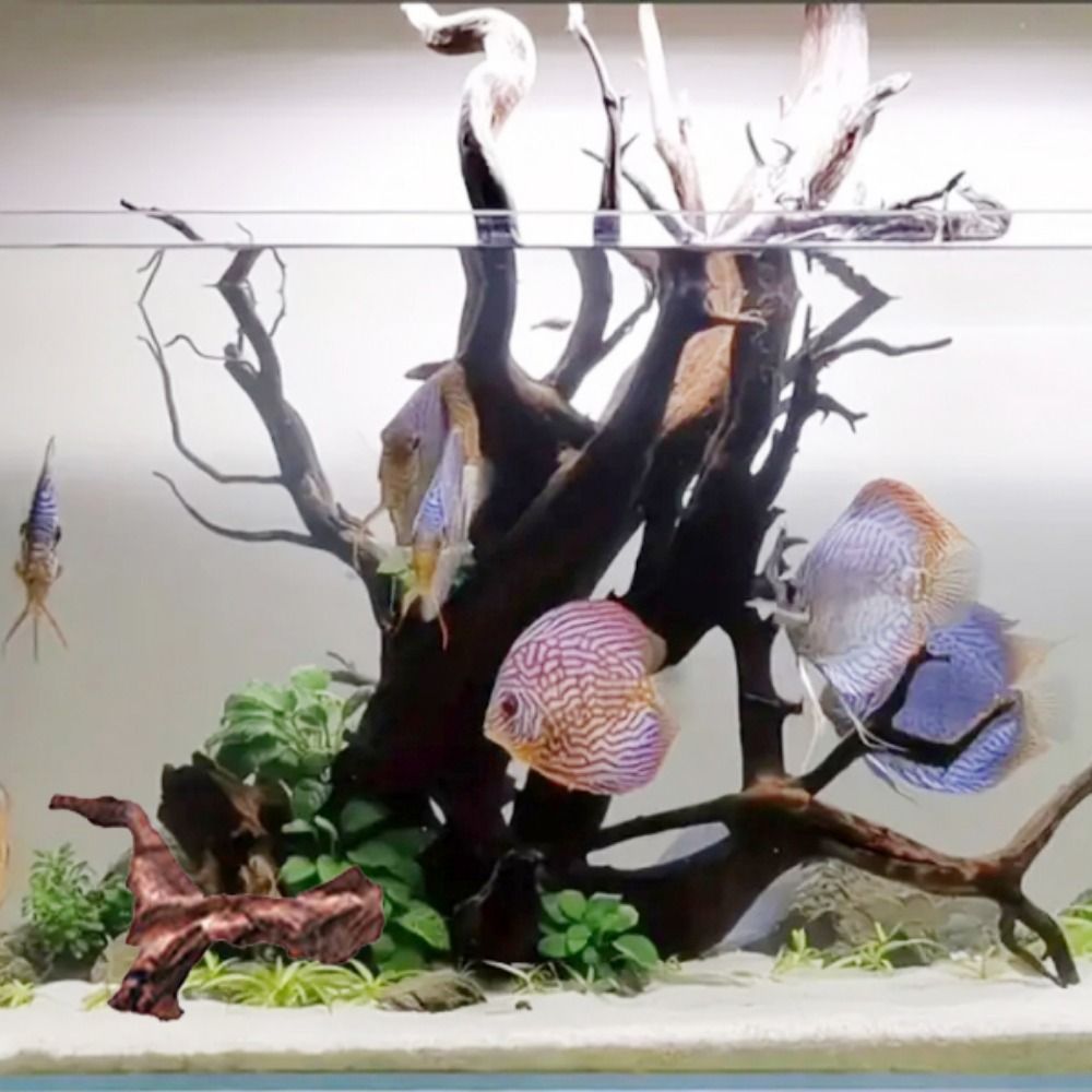ไม้ปะการังรูปทรงแปลกตา ไม้ธรรม - Aquarium Plant Guide บทวิจารณ์และราคา