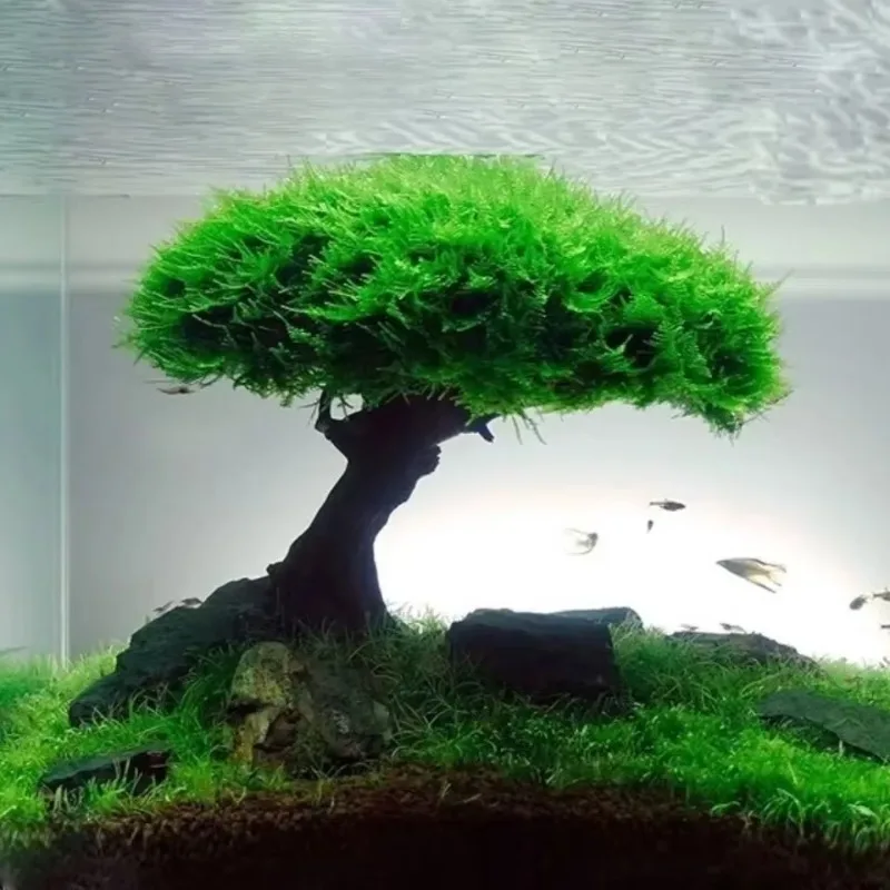 พิพิธภัณฑ์สัตว์น้ําตกแต่งพืช M - Planted Aquarium Without Fish บทวิจารณ์และราคา