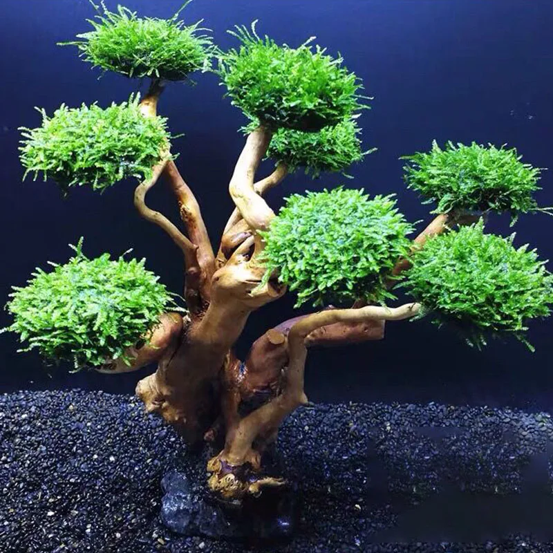 ถังปลาพืช MOSS ตกแต่งต้นไม้ภูม - Planted Aquarium Without Fish บทวิจารณ์และราคา
