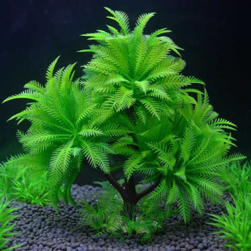 พิพิธภัณฑ์สัตว์น้ําตกแต่งพืชจํ - Aquarium Plant Guide บทวิจารณ์และราคา