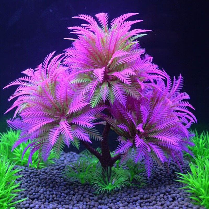 พิพิธภัณฑ์สัตว์น้ําตกแต่งพืชจํ - Aquarium Plant Guide บทวิจารณ์และราคา