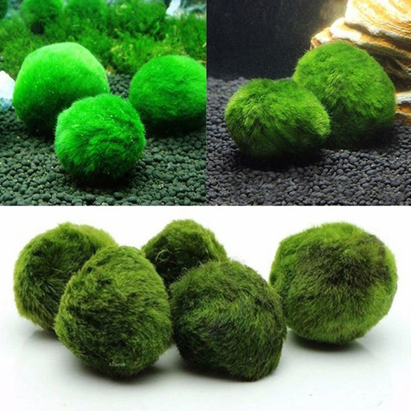 มอสบอลมาริโมสด ขนาด 3-4 ซม. สา - Planted Aquarium Maintenance บทวิจารณ์และราคา