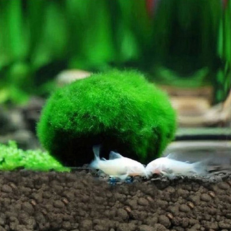 มอสบอลมาริโมสด ขนาด 3-4 ซม. สา - Planted Aquarium Maintenance บทวิจารณ์และราคา